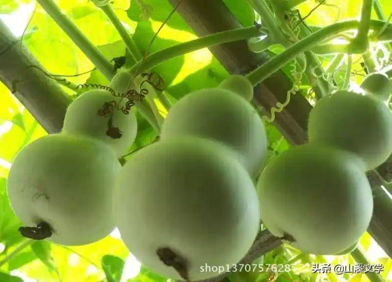 情书中的相思之苦：恋人被迫相亲的无奈与坚持